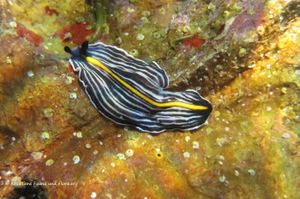 ProstheceraeusGiesbrechtii Vir 160712 9004 D.jpg