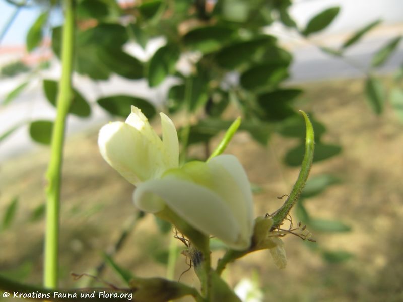 Datei:StyphJap Blü Nin 150723 1409.jpg