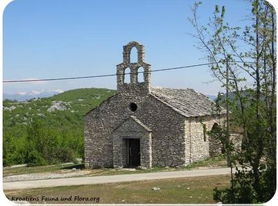 Wiki Veselinovići.jpg