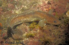 210215 Gaidropsarus mediterraneus 9.jpg