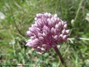 Acker-Lauch, veliki luk. Fundort: Wildform, Vir 05/2018, Heilpflanze