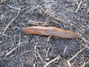 Ari vul TH 120920 2716.jpg