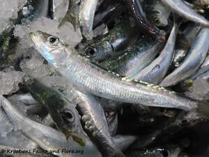 Atherina (Atherina) hepsetus Linné, 1758 Zad 211210 3025.jpg