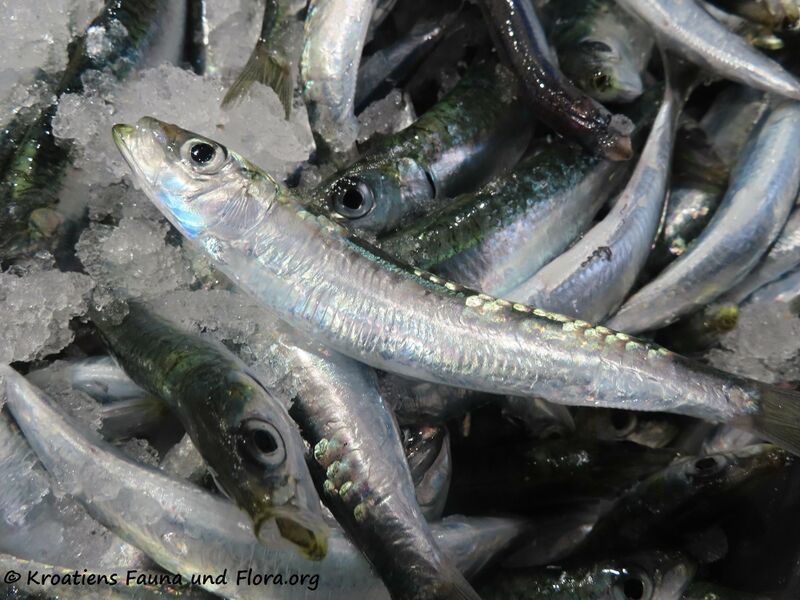 Datei:Atherina (Atherina) hepsetus Linné, 1758 Zad 211210 3025.jpg