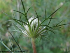 Im Aufblühen begriffen , Neunburg vorm Wald 07/2014