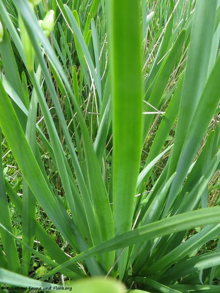 Datei:Leucojum aestivum Linné, 1759 Vrsi 190409 0629.JPG