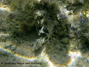 SymphMel Vir Balz 110909 41.jpg