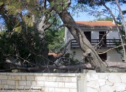 190224 0195 Vir k.jpg