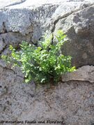 Burg Kličevica 04/2019