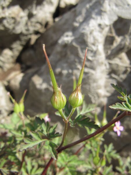 Datei:Fru GerPurp Senj 140407 1796.JPG