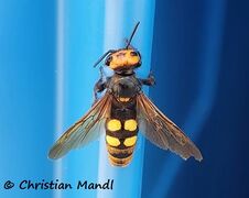 ♀, © Christian Mandl, Grebaštica 07/2020