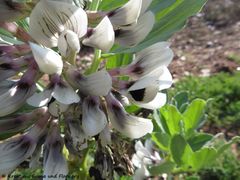 Sveti Petar na moru 03/2018