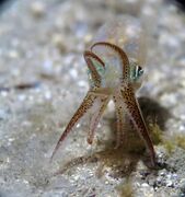 210116 Sepiola rondeleti Bibinje 6.jpg