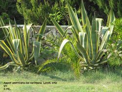 Agave americana ssp variegata Vir 110418 156.jpg