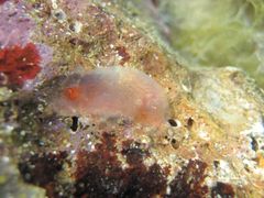 Jungtier, Vir 09/2012