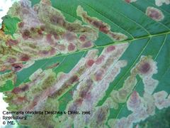 Lange Fraßgänge einer älteren Raupe, Regensburg 06/2012