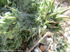 CardNut Vir 190214 0160.jpg