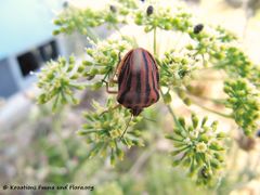 Otok Vir 05/2017 auf Petroselinum crispum (Miller) Nyman, 1882 - Petersil, peršin