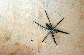 Pisaura mirabilis Heike 190325 3.jpg