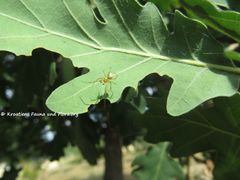 Blattunterseite, Polača 06/2018