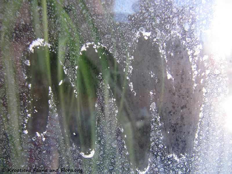 Datei:Salz 141229 6554 Bura.jpg