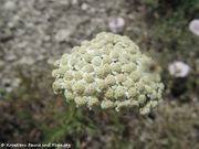 Achillea nobilis Linné, 1753 - Edle Schafgarbe, plemeniti stolisnik. Fundort: Vukšić 06/2017, Essbare Pflanze, Zierpflanze, Heilpflanze