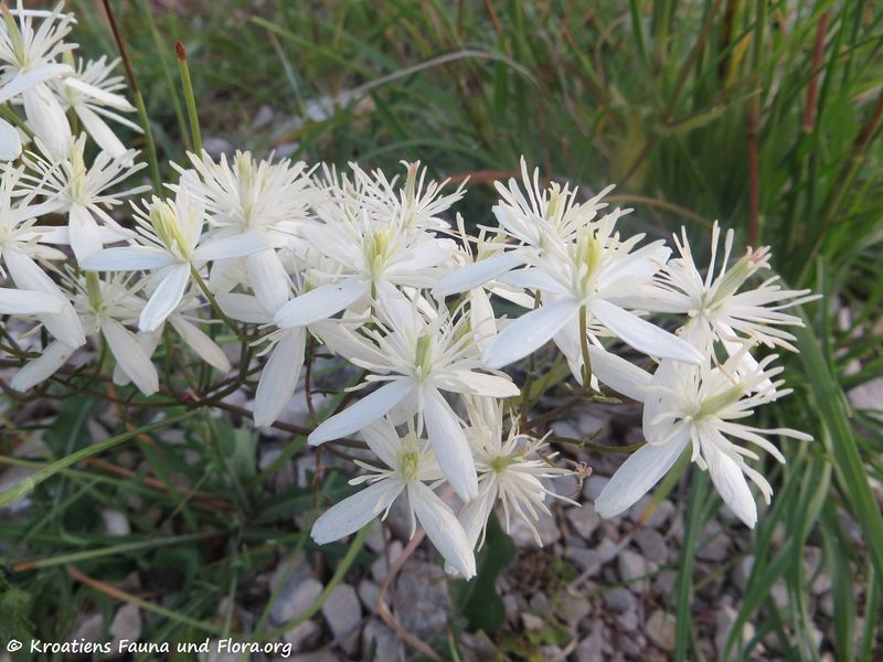 Datei:Clematis flammula Linné, 1753 Vir 180604 14017.jpg