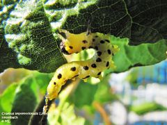 Bayern, Heselbach 10/2011