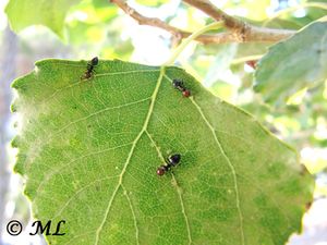 CrematoScut Nin 110916 48.jpg