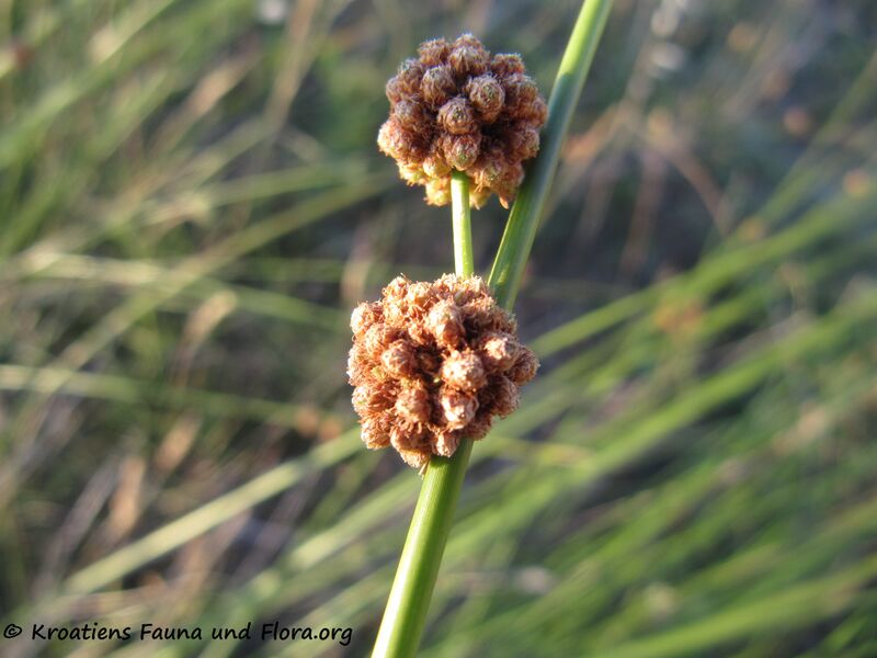 Datei:Fru ScirpoidesHolo Vir 150629 1266.jpg