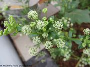 Petroselinum crispum (Miller) Nyman, 1882 - Petersil, peršin. Fundort: Vir 06/2011, Heilpflanze, Essbare Pflanze . Schwache Giftpflanze