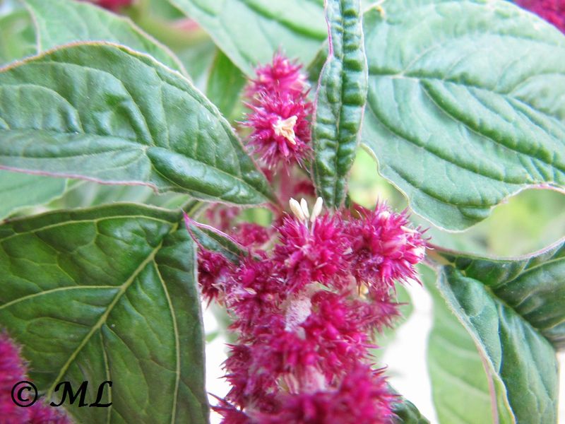 Datei:Amaranthus caudatus Linné, 1753, Zad 130926 4364.jpg