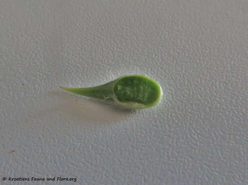 Datei:Bituminaria bituminosa (Linné) Stirton, 1753 Vir 190729 1308.jpg