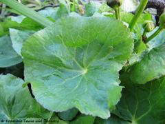 Blatt, Thalmassing 04/2012