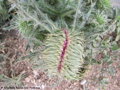 CardNu Verbä Vir 110423 371.jpg