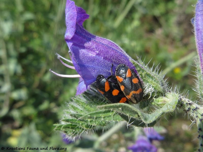 Datei:Cercopis sanguinolenta Scopoli, 1763 Pet 190501 0796.jpg