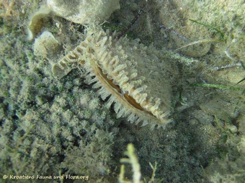 Datei:Pinna nobilis Linné, 1758, Vir 120909 2075.jpg