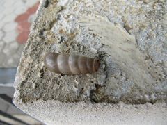 Tagsüber verbringt sie ihre Zeit auf einer Mauer, immer in der Nähe einer möglichen Beute,Vir 09/2010