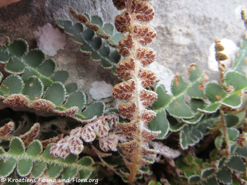 Datei:Asplenium ceterach Linné, 1758 Brib 191031 2089 k.jpg