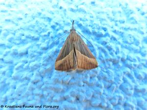 Hypena lividalis Hübner, 1796 Vir 211120 2926.jpg