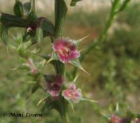 Kali tragus Scopoli, 1771 Vir 110908 14.jpg