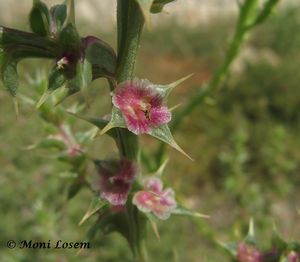 Kali tragus Scopoli, 1771 Vir 110908 14.jpg