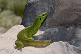 Mit freundlicher Genehmigung von Werner Kalopp, Otok Pag