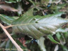 Blattoberseite, Zaton 09/2021