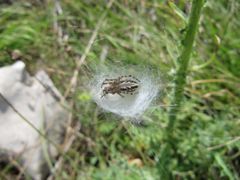 ♀ im Netz, Vir 05/2014