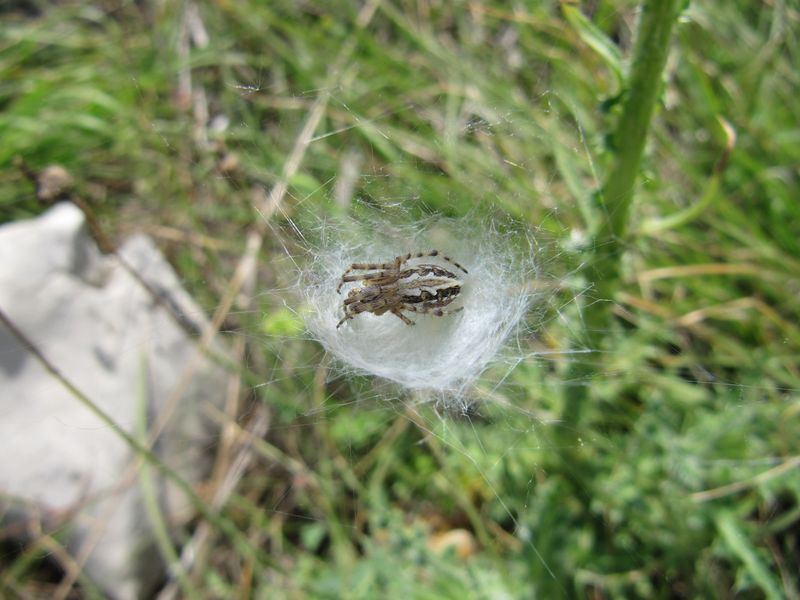 Datei:Acul cer Vir 140512 3151.jpg