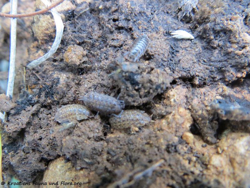 Datei:Armadillidium vulgare Latreille, 1804, Vir 121230 4306 txt.jpg