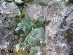Burg Kličevica11/2013