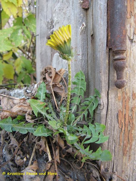 Datei:Hab3 Vuk 111029 115.jpg