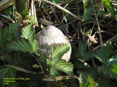 Winterruhe, Thalmassing 04/2012